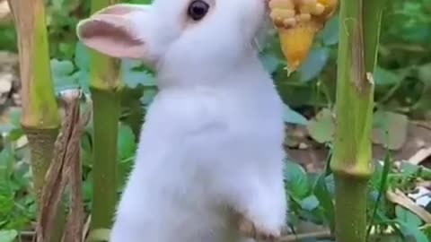 Cute rabbit eating raw fruits