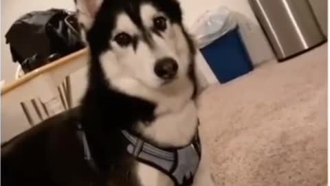 Adorable husky shows off vocals