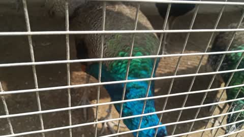 I am facing this peacock