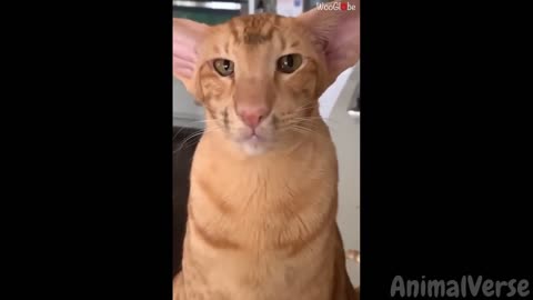Funniest Animals videos 2023🥰Best funny cat & dog videos
