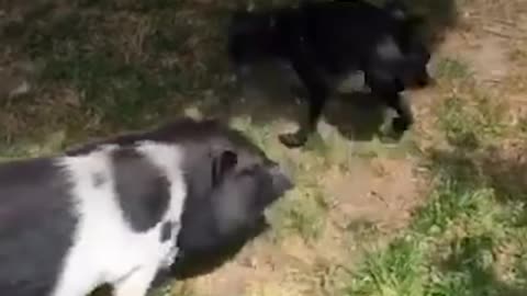 Pig Plays With Puppy Brother | The Dodo