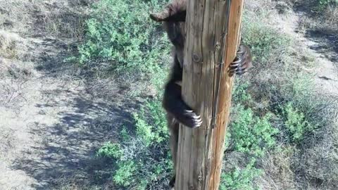 Rescuing a Bear Stuck on a Power Pole