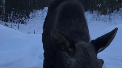 Moose Stops for a Sunset Hello