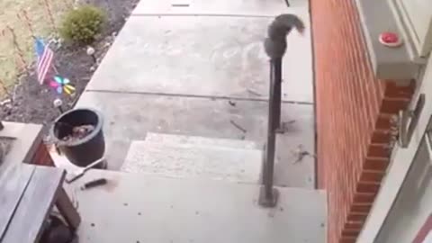 Squirrel leaves a sweet treat for its human friend.. 😊