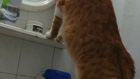 Videos graciosos, a mi gato le gusta mirarse al espejo...
