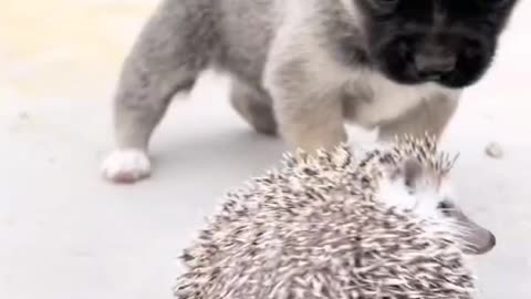 Cute dog plays with the little hedgehog, the little hedgehog perfectly defends the dog from being approached