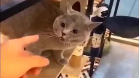 Cats funny videos