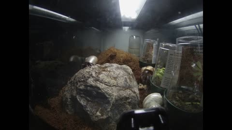 Pet Crabs Gopro Video