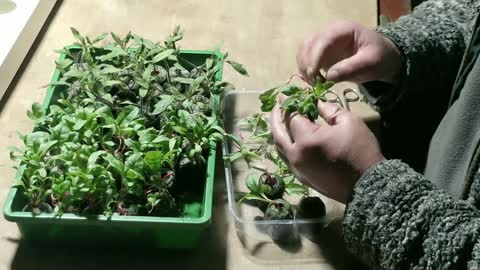 Thinning Multi Seeded Tomato & Silverbeet