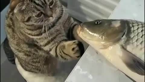 Cat & fish friendship