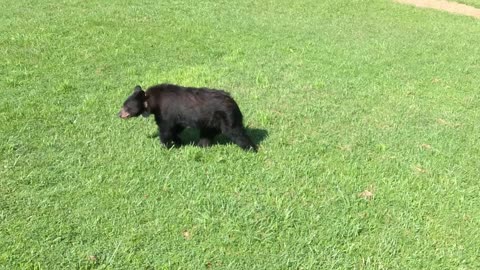 Please Bear with me. #bears #ashevillenc #blueridgemountains