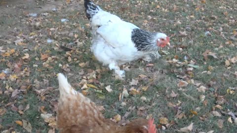 Molting chicken hoping it doesn't get cold just yet