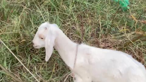 white cute goat