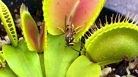 Wasp Dances Into Venus Flytrap