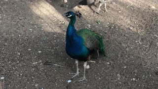 Amazing Peacock in Giza Zoo