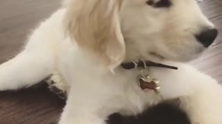 Courteous puppy pretends to like spinach