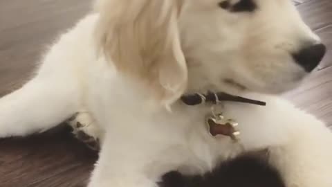 Courteous puppy pretends to like spinach