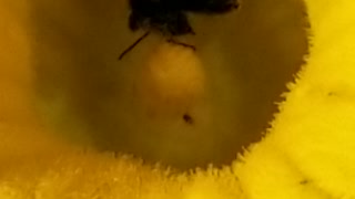 Bee Sucking Nectar From Flower 🐝🐝🐝