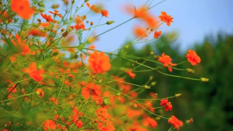 Relaxing music 🎶 with a beautiful butterfly background