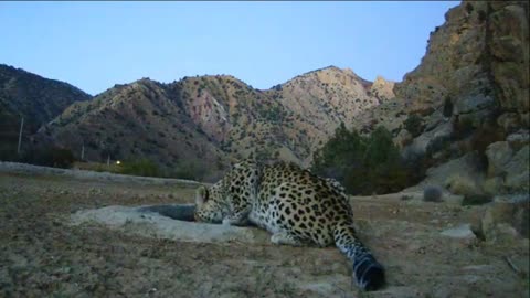 Persian Leopard Drinking Water