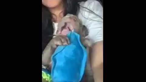 Cutest little blue nose pitbull puppy-teething! Fun times fun times