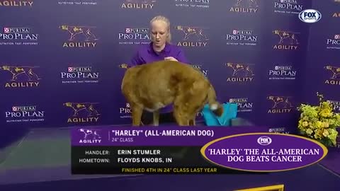 top 5 dog's performance