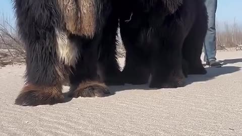 Watch the biggest dog in the world
