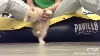 Dancing WIth My Kitten