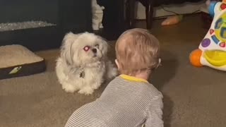 Grandson Loves Playing with Pup