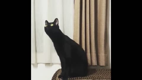 Cat listening to classical music" (reuploaded) (not my video)