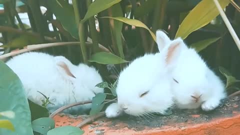 Rabbit lovely best moments #rabitt #bunny #rabbit #rabit #rabbitsofinstagram #rabbitoftheday #bunnies #cute #rabbitlove #rabbitrabbit #bunnylove #bunnylover #rabbits #belier #lima #peru #bunnylife #perulima #bunnygram #bunnie #elconejo #igerslimaperu #ig