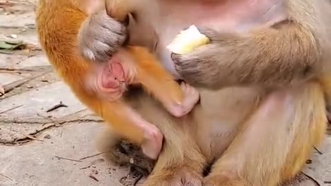 Naughty Baby Monkey