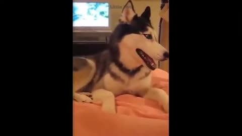 OMG!! These Amazing Cats 😻 & Dogs 🐶 Can Speak English 🤣