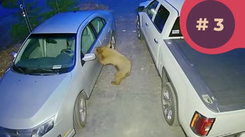 TOP 5 Bear Caught on Video - RING DOORBELL