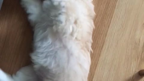 Two small white dogs play with fluffy from couch