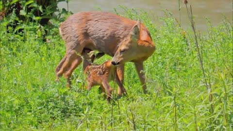 Mother Deer to Baby Feeding on the forest