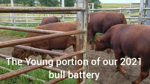 South Poll Bull Battery 2021