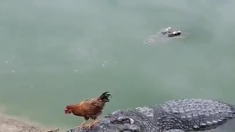 chicken and alligator