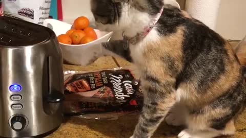 Toast Startles Curious Kitty