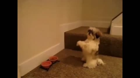 Puppy prays before eating
