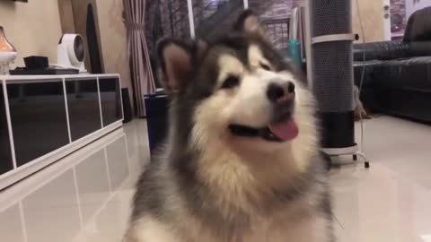 The dog moves his head when he heard the sound of a plane