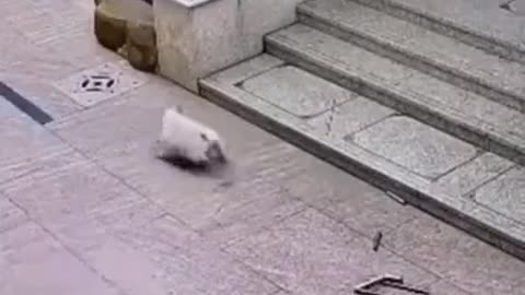 funny video // dog attacking a cat