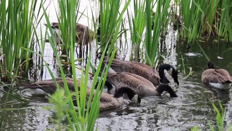 Duck Farming: বাড়িতে হাঁস পালন করে কামাতে