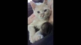Tiny kitten cuddling and hugging caretaker