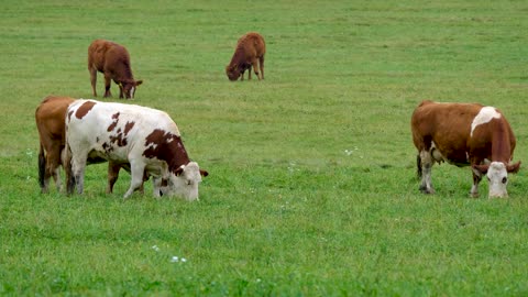 Drone Capture Bulk of Cow Eat GrassTogether