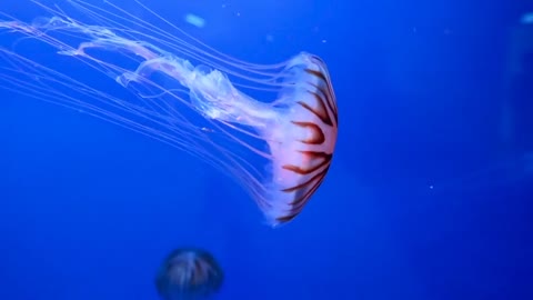 A Group Of Jellyfishes Swimming Underwater At Display In An Aquarium