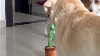 Dogs React to Talking Cactus Toy