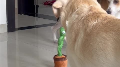 Dogs React to Talking Cactus Toy
