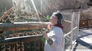Creative Ways To Feed Your Giraffes... Do You Dare? I Did