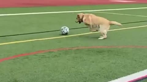 Dog Training video 2021